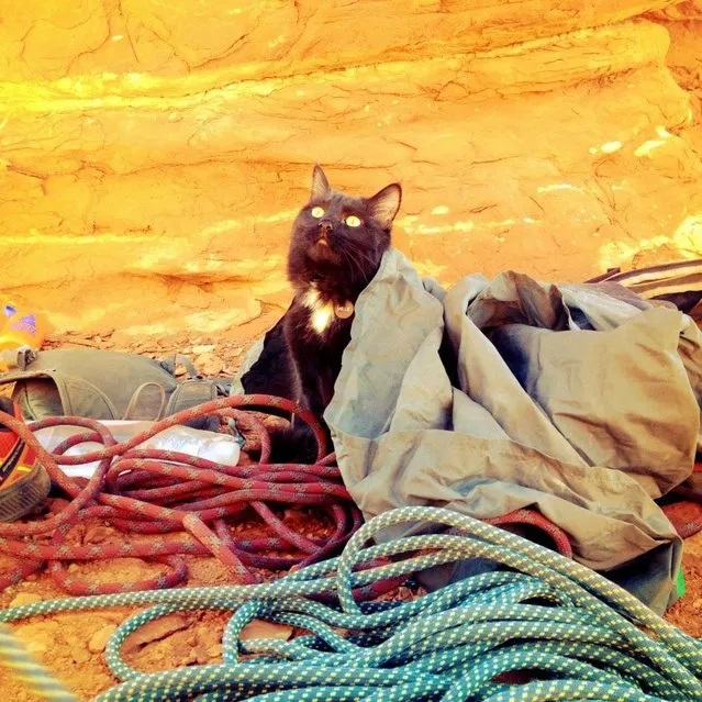 Millie The Adopted Cat Is The Best Climbing