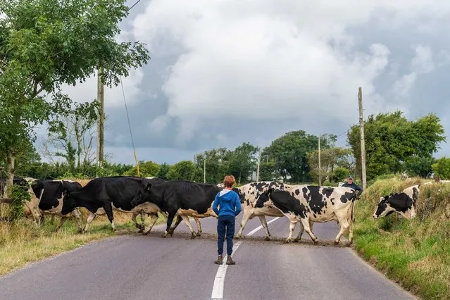 Dairy farmer D.J. Keohane crosses his herd of dairy cows over the R600 near Timoleague after milking, with one of his sons, Daniel, assisting in Timoleague, West Cork, Ireland on July 29, 2022. (Photo by Andy Gibson/The Irish Times)