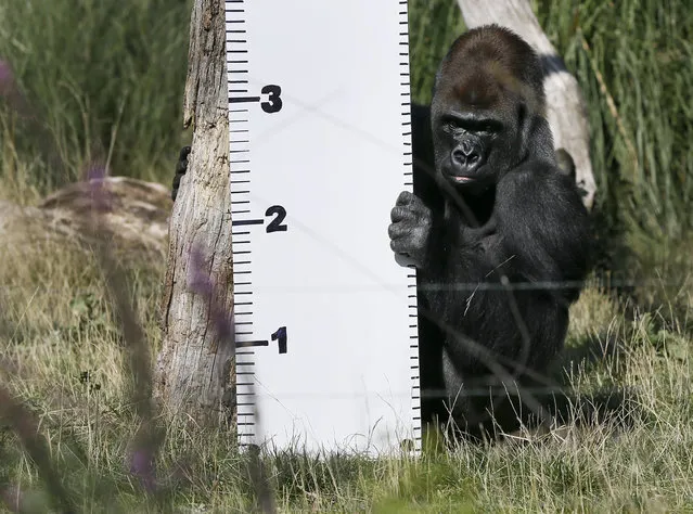 “Kumbuka”, a Silverback Western Lowland Gorilla sits next to a ruler during a photocall at London Zoo, Thursday, August 21, 2014. The Zoo held it's annual weigh-in where the vital statistics of animals were taken in an aid for keepers to detect pregnancies and check the animals general wellbeing. (Photo by Kirsty Wigglesworth/AP Photo)