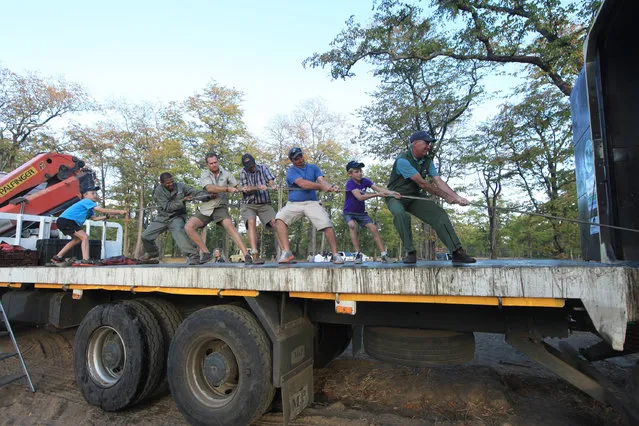 In this Tuesday July 12, 2016 photo, a team pull a rope attached to a flatbed truck in Lilongwe, Malawi, in the first step of an assisted migration of 500 of the threatened species. (Photo by Tsvangirayi Mukwazhi/AP Photo)