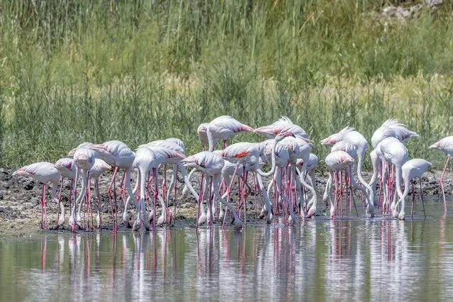 Some flamingos rest in La laguna de Zóñar, en Aguilar de la Frontera (Cordoba), Spain, 15 August 2022. The lagoons in Cordoba are affected by drought and their water levels are the lowest recorded since 1996. (Photo by Rafa Alcaide/EPA/EFE)