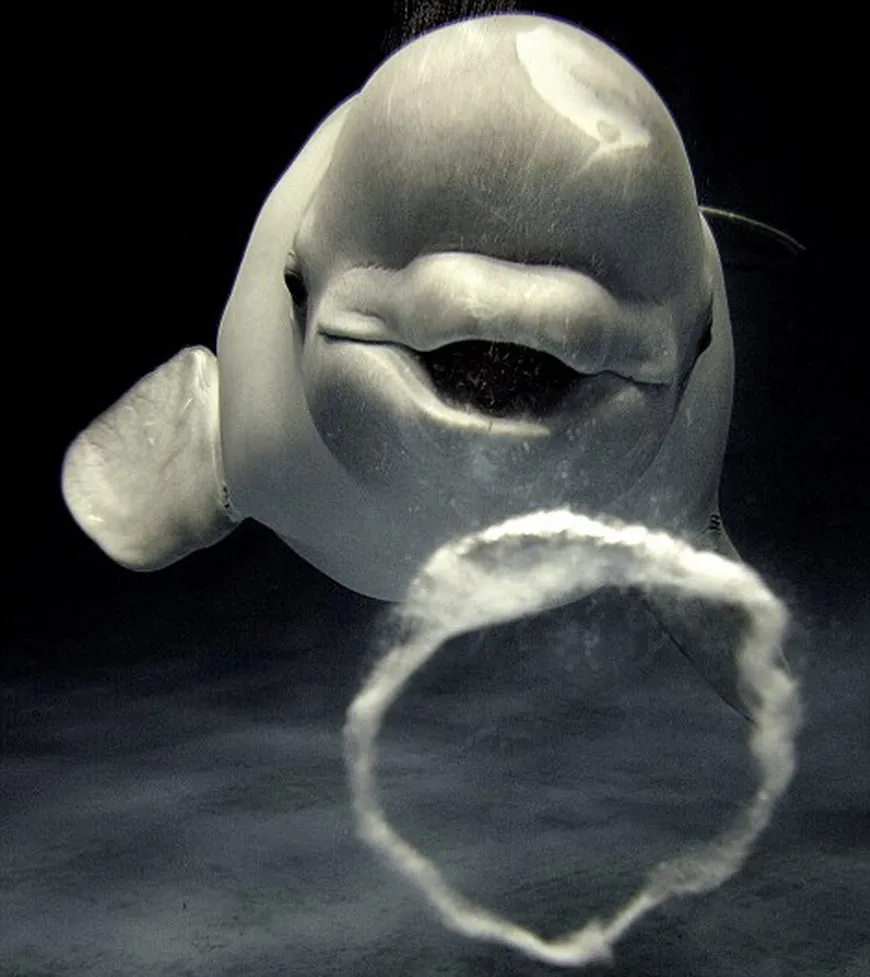 Beluga Whales Blowing Bubbles in Japan 