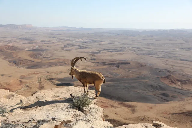 A Nubian ibex goat climbs at the Ramon Crater in Mitzpe Ramon, southern Israel, 25 January 2020. The Ramon Crater is one of Israel's major​ tourism attraction. (Photo by Abir Sultan/EPA/EFE)