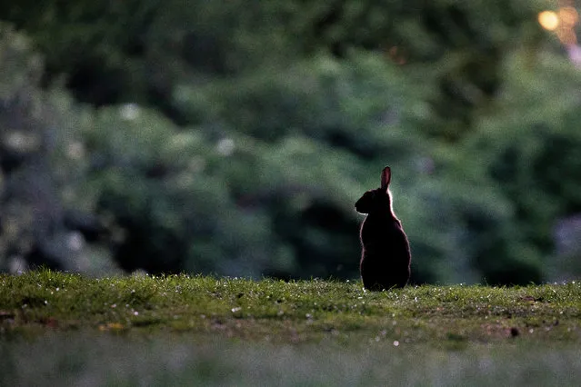 A rabbit sits and looks on in Tiergarten park in Berlin, Geramny, 21 May 2020. (Photo by Omer Messinger/EPA/EFE)