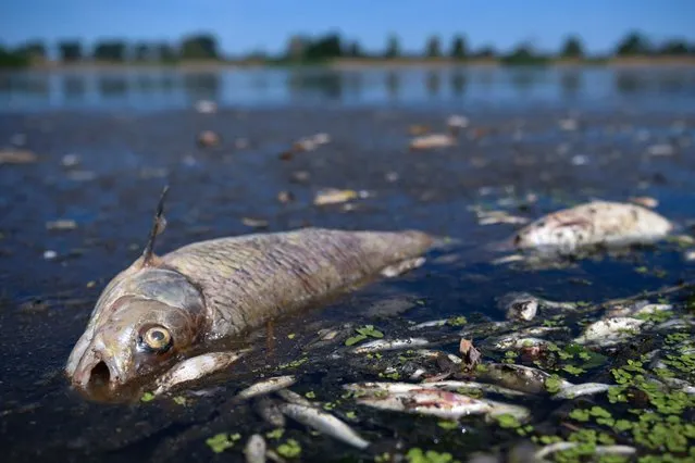 A dead fish lies on the bank of Oder River on the German-Polish border, in Brieskow-Finkenheerd, Frankfurt (Oder), Germany, August 11, 2022. Authorities are looking into the cause of the mysterious fish deaths. (Photo by Annegret Hilse/Reuters)