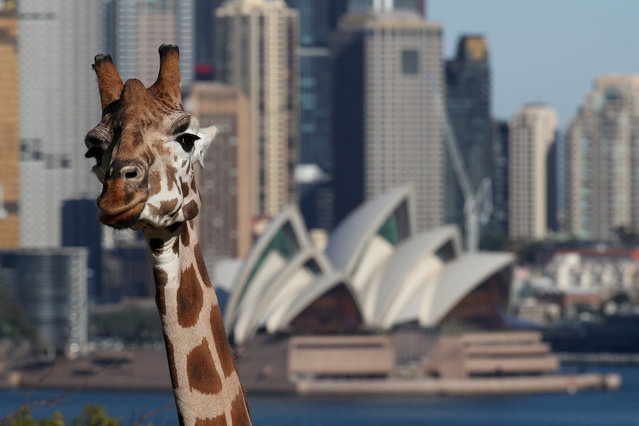 A giraffe is seen in front of the Sydney Opera House at Taronga Zoo Sydney as it re-opens to the public amidst the easing of the coronavirus disease (COVID-19) restrictions following an extended closure in Sydney, Australia, June 1, 2020. (Photo by Loren Elliott/Reuters)
