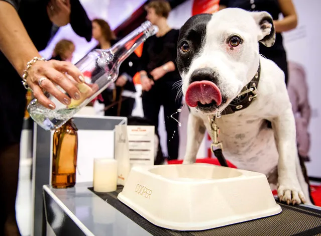 A dog drinks during the opening of the first Dutch cat and dog restaurant in Amsterdam, The Netherland, September 30, 2014. In preparation for Animals day on October 4 the Royal Canin Experience Center opened a pop-up eatery for the four-legged friends. (Photo by Koen van Weel/EPA)