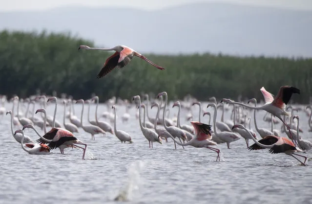 Flamingos coming on migration season, fly over Eber Lake located between Bolvadin, Cay and Sultandagi districts of Afyonkarahisar, Turkey on June 13, 2020. Eber Lake hosts 146 bird species on migration season. (Photo by Ozge Elif Kizil/Anadolu Agency via Getty Images)