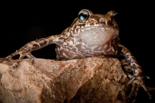 La Hotte Glanded Frog, Eleutherodactylus glandulifer, a critically endangered species on the Massif de la Hotte. Rediscovered after almost 20 years in 2010. (Photo by Robin Moore)