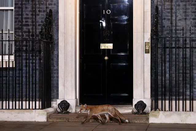 A fox passes by Number 10 Downing Street, in London, Britain on October 25, 2022. (Photo Henry Nichollsby /Reuters)