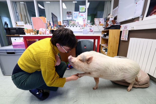 Manon Rault holds the leg of 6-year-old Gustave, one of the two domesticated miniature pigs with whom she lives, in her office at the Universite Catholique de l'Ouest Bretagne Nord in Guingamp, Brittany, France, on March 18, 2025. (Photo by Stephane Mahe/Reuters)