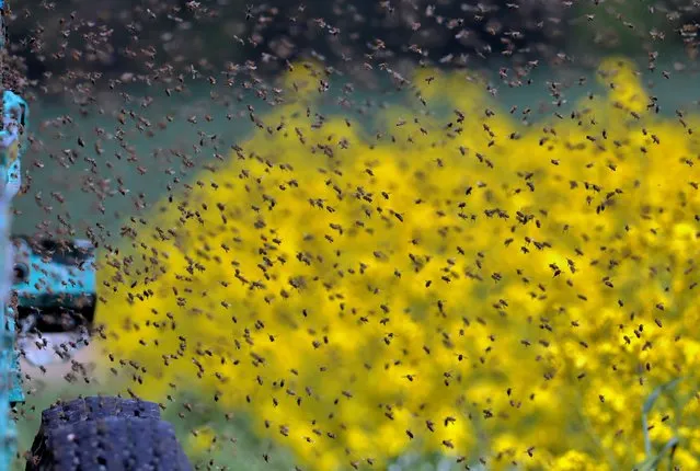 Bees fly in and out of the hives near the rapeseed field on the outskirts of Minsk, Belarus on June 5, 2020. (Photo by Vasily Fedosenko/Reuters)
