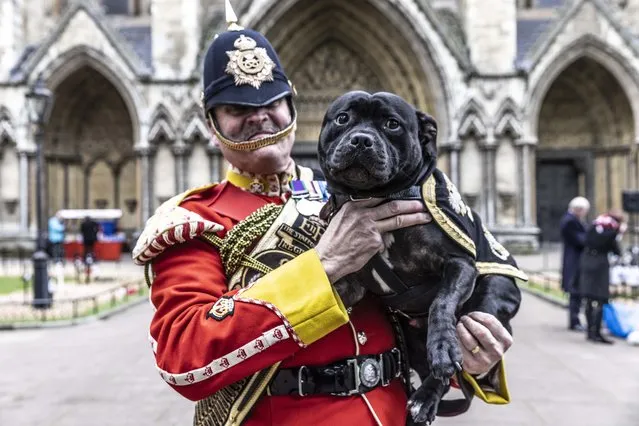 Warrant Officer Greg Hedges and the Staffordshire Regiment’s bull terrier were on duty on November 10, 2022 for the Queen’s visit to a new memorial space outside Westminster Abbey, dedicated to the late Queen Elizabeth. (Photo by Richard Pohle/The Times)