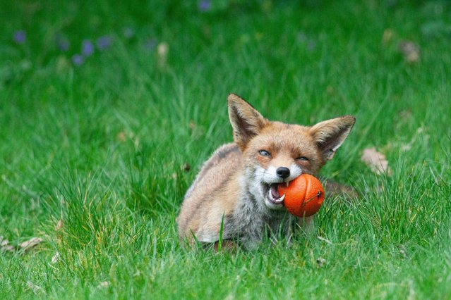 An urban fox that lives in a garden in Clapham, London on April 13, 2025, plays with an orange dog's ball and a gardening glove that it has stolen from neighbours. She is a young adult who lives in a family group with a pair of foxes who have recently had cubs. Perhaps she is getting ready to be a good aunt and play with the cubs? (Photo by Anna Watson/Alamy Live News)