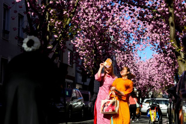 People take pictures near pink cherry blossom trees on Cherry Blossom Avenue in downtown Bonn, Germany. on April 7, 2025. (Photo by Jana Rodenbusch/Reuters)