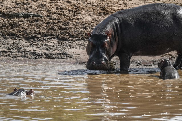 Hippopotamuses are seen at the Maasai Mara National Reserve, which is home to dozens of species of wildlife such as lions, leopards, cheetahs, elephants, giraffes, zebras and antelopes, in Kenya on May 06, 2025. Every year, millions of wildlife animals migrate from the Serengeti National Park in Tanzania to the Maasai Mara, a natural habitat within Kenya's borders. (Photo by Gerald Anderson/Anadolu via Getty Images)