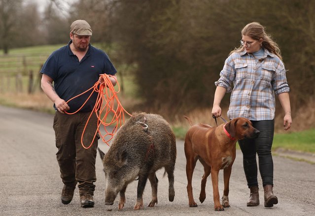 Tiffany Pierre and Gregory Guiot, a couple from Belgium's Wallonia region, go for a walk with their dog Talia and Oscar, an 80-kg wild boar which lives with them at their home, after the animal was rescued during a hunting trip with their dog when it was a 700-gram boar, in Laneuville, Belgium on February 12, 2024. (Photo by Yves Herman/Reuters)
