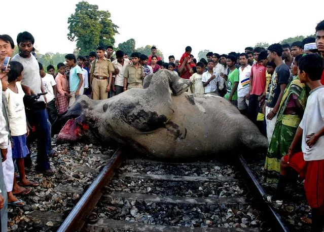 People crowd around an elephant that was killed by a train while crossing the tracks near Binnaguri in West Bengal, India. (Photo by Tarun Das/Associated Press)