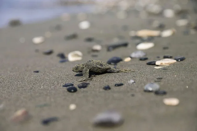 A newly hatched baby sea turtle makes its way into the Mediterranean Sea for the first time, on a beach in Pervolia, Cyprus on August 27, 2020. (Photo by Yiannis Kourtoglou/Reuters)
