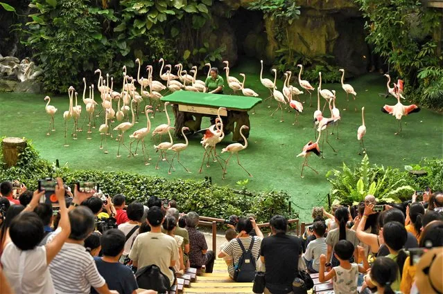 Flamingos perform in a show at Jurong Bird Park, during its final day of operations before the aviary closes and the birds are moved to a new park called Bird Paradise, in Singapore on January 3, 2023. (Photo by Roslan Rahman/AFP Photo)