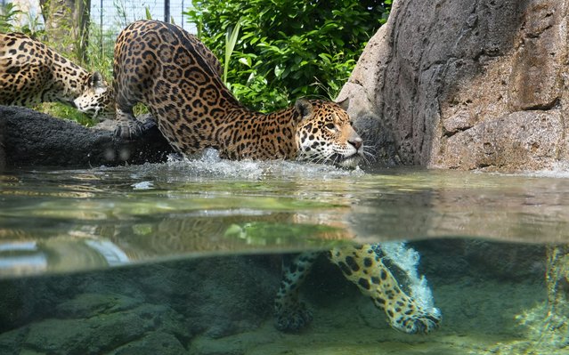 Kumal, a male Jaguar cools off from the hot weather with a swim in the pool within his enclosure at Hertfordshire Zoo, Broxbourne. UK on Thursday, June 12, 2025. (Photo by Gareth Fuller/PA Images via Getty Images)