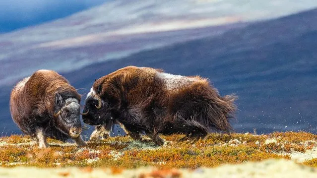 Head to head by Miquel Angel Artús Illana, Spain. The spectacle of two female muskoxen attacking each other surprised Miquel. For four days, he had been following a muskox family in Norway’s Dovrefjell-Sunndalsfjella national park – a male, a female and three calves. On a high plateau, another similar-sized family of muskox appeared. Expecting a male head to head (it was September and the females were in heat), he was disappointed when the two males came to an understanding and the weaker one backed off. It was then that the two females began a short but intense fight. (Photo by Miquel Angel Artús Illana/Wildlife Photographer of the Year)