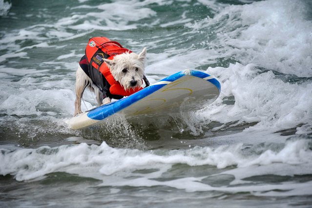 Petey, a West Highland Terrier takes off on a wave during the 28th Annual Purina Pro Plan Incredible Dog Challenge Western Regionals Competition in Huntington Beach, Calif., on Friday, June 20, 2025. (Photo by Richard Vogel/AP Photo)
