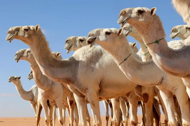 Camels are pictured during the annual King Abdulaziz Camel Festival in Rumah desert, northeast of the Saudi capital Riyadh, on January 10, 2023. Some herders use a mode of communication with camels, known as Alheda'a which was recently inscribed on UNESCO's list of intangible cultural heritage, highlighting the deep traditional connection between camels and inhabitants of the Arabian Peninsula. (Photo by Fayez Nureldine/AFP Photo)