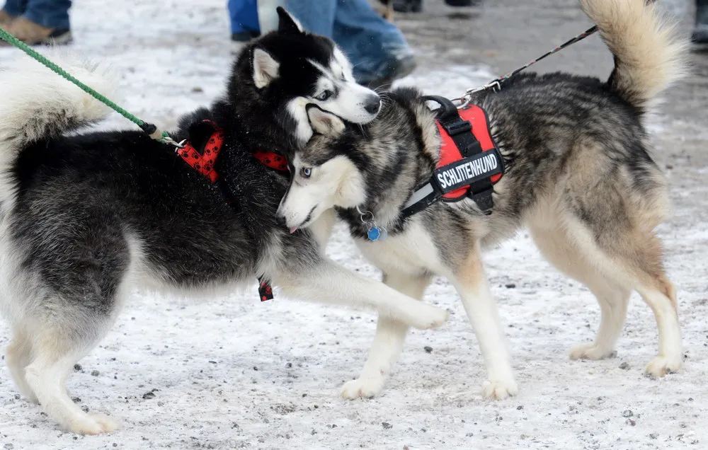 The 23rd International Sled Dog Race in Oberhof
