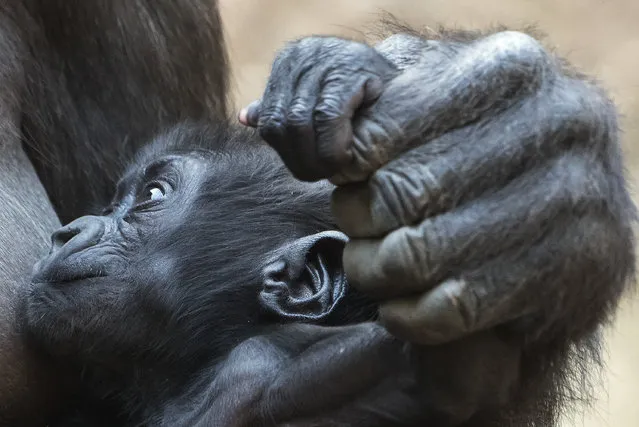 Mother Kumili holds the hand of her baby gorilla Kio at the zoo in Leipzig, Germany, Wednesday, February 7, 2018. (Photo by Jens Meyer/AP Photo)