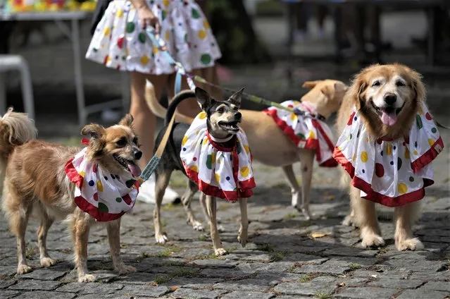 Dogs don clown costumes at the “Blocao” dog carnival parade in Rio de Janeiro, Brazil, Saturday, February 18, 2023. (Photo by Silvia Izquierdo/AP Photo)