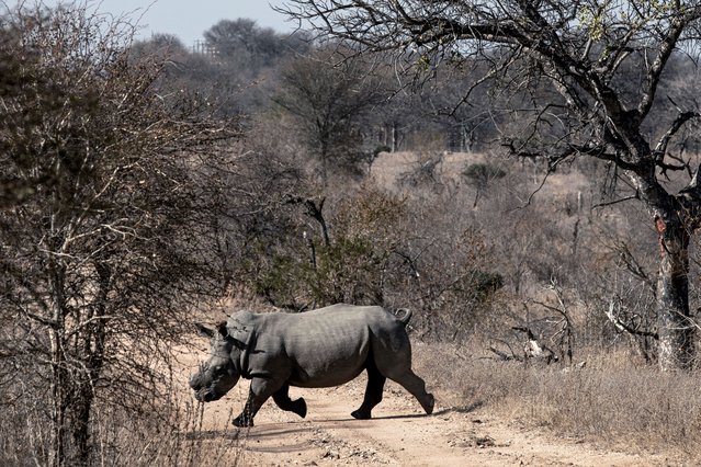 A white Rhino crosses a dirt road as members of the all-female anti-poaching unit (APU) Black Mambas patrol an area of the vast park on August 1, 2025 in Olifants West Nature Reserve, in Limpopo Province, South Africa. Dehorning of Rhinos has cut about 80% of rhino poaching, and the horns are usually cut every 18-24 months. The Black Mambas Anti-Poaching Unit was founded in 2013 by Transfrontier Africa and now consists of 36 members who patrol the park along fences, by foot and vehicle. Their daily work consists of foot patrols, snare sweeps, night vehicle patrols and education in the surrounding communities, which has resulted in greater awareness and significant cuts in poaching. The unarmed women often grew up in nearby communities and are now helping to educate their communities about wildlife. (Photo by Per-Anders Pettersson/Getty Images)