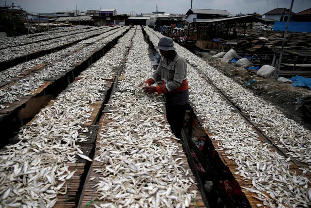 A daily paid worker sorts dried fish during the drying process at Muara Baru district in Jakarta, Indonesia, January 8, 2018. (Photo by Reuters/Beawiharta)