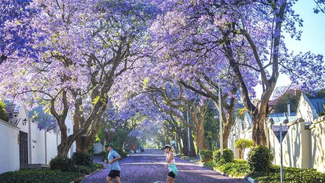 A couple runs together under Jacaranda trees as they bloom in the Melville suburb of Johannesburg, South Africa, 06 November 2020. Jacaranda mimosifolia (Blue Jacaranda) is not indigenous to South Africa and was introduced from Brazil in 1829. The flowering trees are seen as the sign of the beggining of summer. (Photo by Kim Ludbrook/EPA/EFE)
