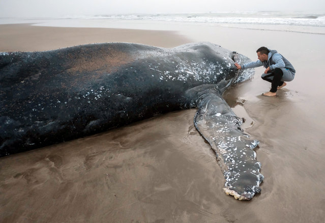 A wildlife rescuer helps a whale stranded in Mar del Plataa, Argentina on April 8, 2018. According to local press, people have been working for more than 20 hours to free a specimen of humpback whale of six tons and 8 meters long that got stranded in the south of Mar del Plata. (Photo by Xinhua News Agency/Rex Features/Shutterstock)