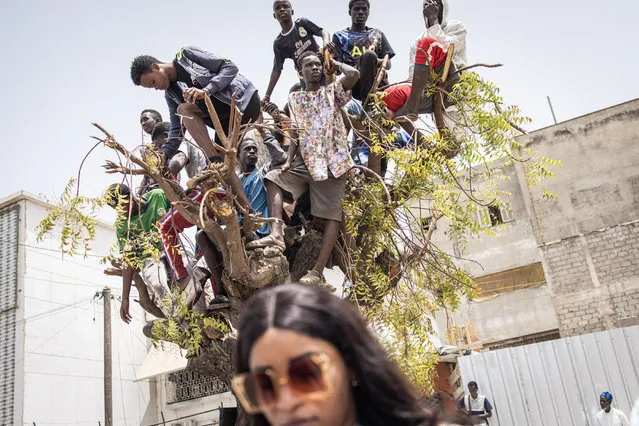 Young men stand on a tree top to get a better view of celebrations for Senegal’s 63rd Independence Day in Dakar on April 04, 2023. (Photo by John Wessels/AFP Photo)