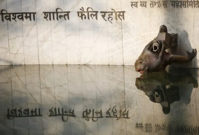 A monkey is reflected on a pond while drinking water at Swayambhunath stupa, also know as Monkey Temple, in Kathmandu, Nepal November 18, 2015. The letters in the background reads, "May peace prevail on earth". (Photo by Navesh Chitrakar/Reuters)