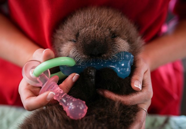 A baby sea otter named Luna chews on a teething toy while being cared for at the Vancouver Aquarium’s Marine Mammal Rescue Center on Tuesday, July 30, 2024. She was found last month on British Columbia’s Vargas Island with remnants of her umbilical cord still attached. Darryl Dyck/The Canadian Press via AP Photo)