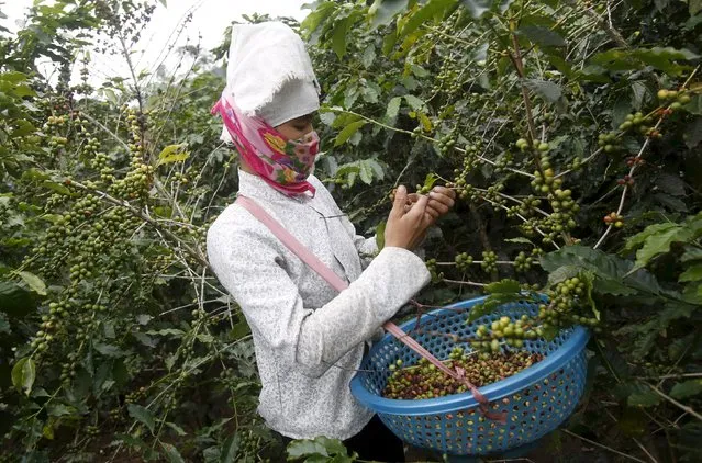 A woman harvests coffee at a farm in Son La, northwest of Hanoi, Vietnam in this October 13, 2015 file photo. (Photo by Reuters/Kham)