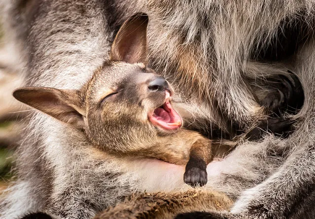 The head of a Bennett's Wallaby Joey emerges from its mothers' pouch at Yorkshire Wildlife Park in Doncaster, England on March 19, 2020, where the park still remains open to the public as coronavirus continues to hit the UK. (Photo by Danny Lawson/PA Images via Getty Images)