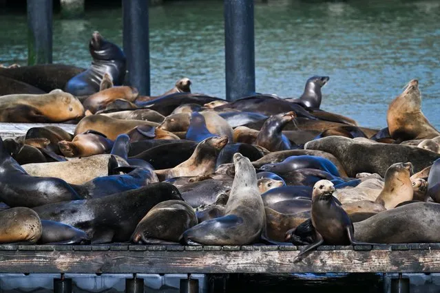 Sea lions are seen at the Pier 39 of Fishermanâs Wharf in San Francisco, California, United States on April 18, 2023. The sea lions camped out in PIER 39âs West Marina have been endearingly coined The PIERâs âSea Lebrities.â The boisterous pinnipeds started arriving in droves in January 1990, shortly after the 1989 Loma Prieta earthquake. (Photo by Tayfun Coskun/Anadolu Agency via Getty Images)