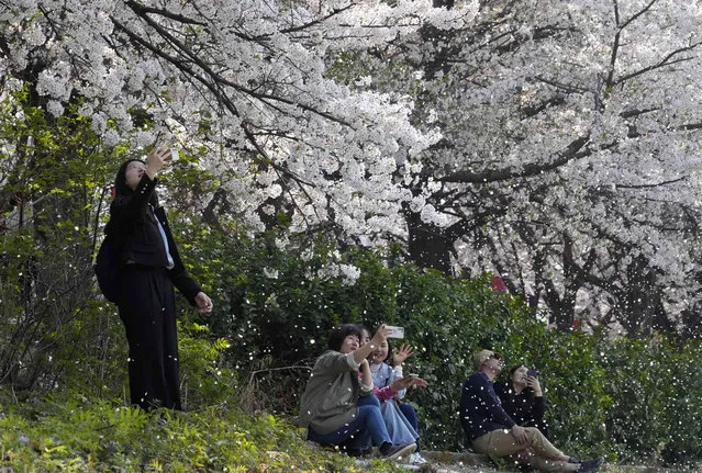People take photos under a shower of cherry blossoms in full bloom at a park in Seoul, South Korea, Sunday, April 2, 2023. (Photo by Ahn Young-joon/AP Photo)