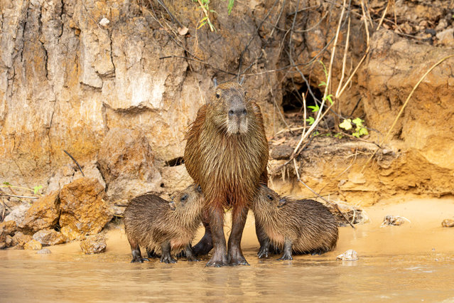 A capybara mother and her three hungry youngsters by a riverbank in the Pantanal, Mato Grosso, Brazil in the last decade of November 2025. (Photo by Tomas Thibaud/TwoPointO Media)