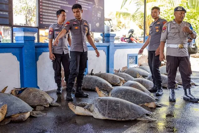 Indonesian Marine Police load sea turtles into a truck after they were seized from an illegal poacher in Denpassar, Bali, Indonesia, 01 May 2023. A total 21 green turtles (Chelonia Mydas) has reportedly been seized from the illegal poachers. Although regulated by law, sea turtles and parts of turtle trade is still frequently taking place in many places in Indonesia. (Photo by Made Nagi/EPA/EFE)