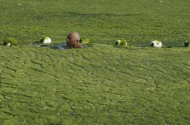 A man swims in seawater covered by a thick layer of green algae on July 3, 2013 in Qingdao, China. A large quantity of non-poisonous green seaweed, enteromorpha prolifera, hit the Qingdao coast in recent days. More than 20,000 tons of such seaweed has been removed from the city's beaches. (Photo by China Foto Press)