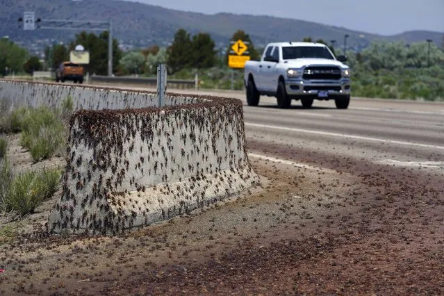 Mormon crickets make their way over a Jersey barrier during the migration of Mormon crickets Saturday, June 17, 2023, in Spring Creek, Nev. Outbreaks of Mormon crickets, which are native to the Great Basin and Intermountain West, have been recorded throughout history across the west, from Nevada and Montana to Idaho, Utah and Oregon. (Photo by Rick Bowmer/AP Photo)