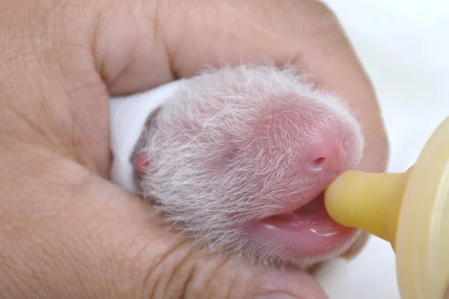 This undate handout photograph released by Taipei City Zoo on July 17, 2013 shows recently born panda cub of giant panda Yuan Yuan being fed in an incubator at Taipei Zoo in Taipei. (Photo by AFP Photo/Taipei City Zoo)