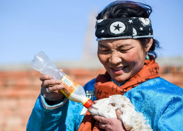 A shepherd feeds a lamb with milk in Xilinhot, north China's Inner Mongolia Autonomous Region, February 24, 2021. Shepherds on Xilingol grassland are busy taking care of the lambs as warmer days approach. (Photo by Chine Nouvelle/SIPA Press/Rex Features/Shutterstock)