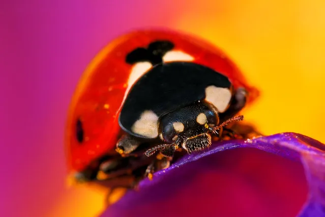 Ladybug. (Photo by Boris Godfroid)