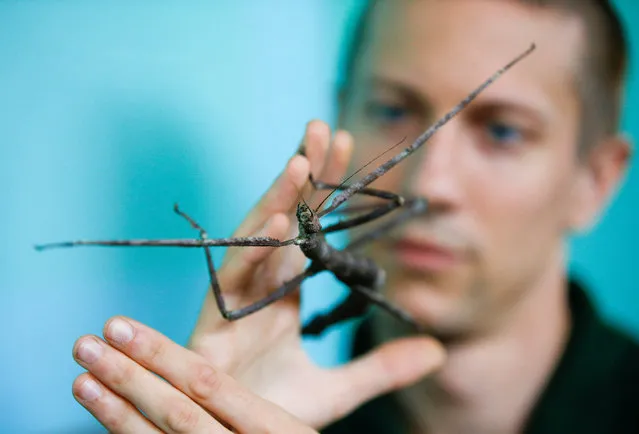 A Giant Asian stick insect can be seen during the annual weigh-in at ZSL London Zoo in London, England on Thursday, August 23, 2018. (Photo by Henry Nicholls/Reuters)